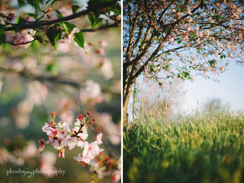 Lake Balboa - Phoebe Joy Photography -cherry blossoms - 1.jpg