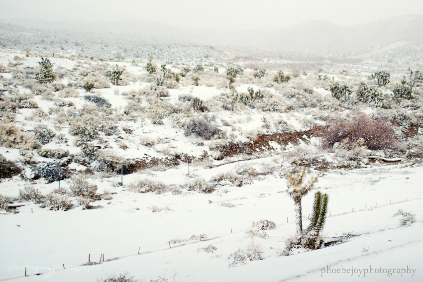 Las Vegas - WPPI-snow - 8.jpg
