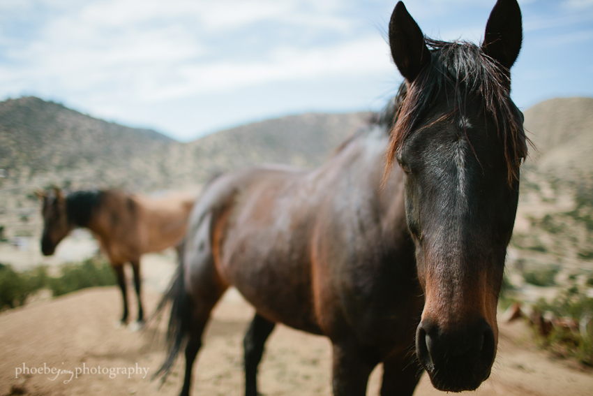 Phoebe Joy Photography - horses 2.jpg